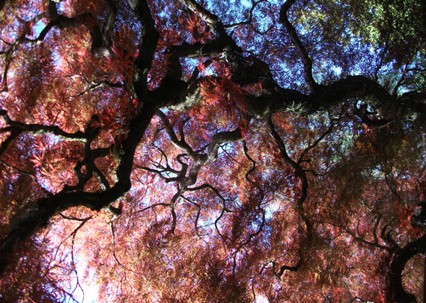 Japanese Maple, Portland, 2012, Inkjet Print on Hahnemule Fine Art Paper, edition of 9