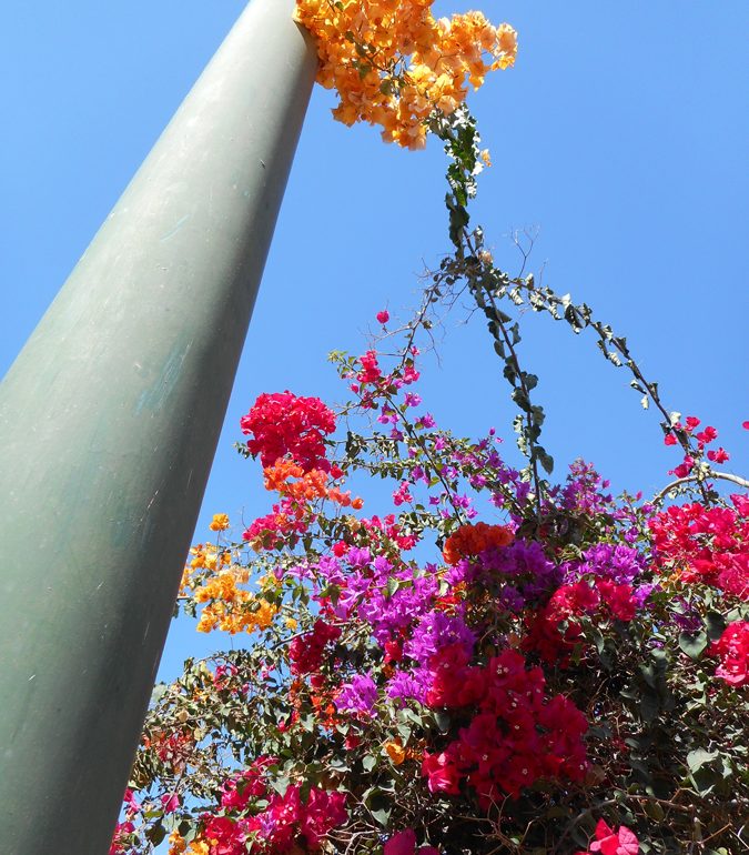 Flowers and Pole, from Morocco, (c) Larry Cwik 2015